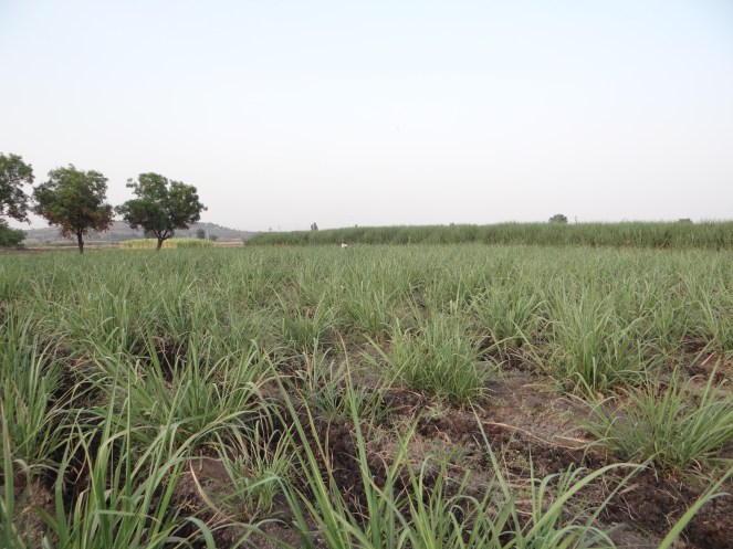 Sugarcane growing in Solapur at the height of 2013 drought, April 2013. Photo: SANDRP