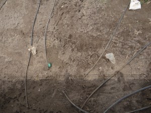 Dry Seena in Madha Block Solapur