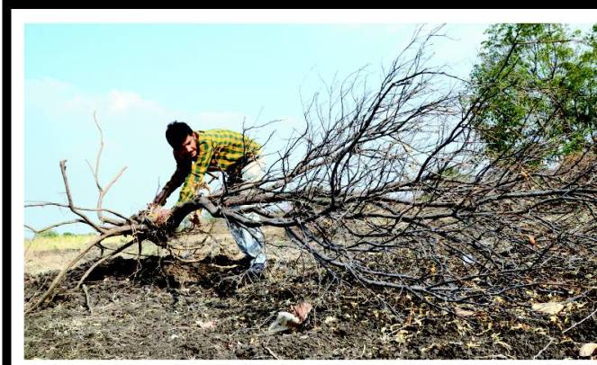Burnt Sweet Lime plantations in Osmanabad. Courtesy: Times of India