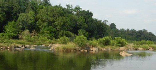 Pristine Forests set for submergence under the 24 MW Kukke Mini hydel Plant in Dakshin Kannada, Karnataka. Photo: SANDRP