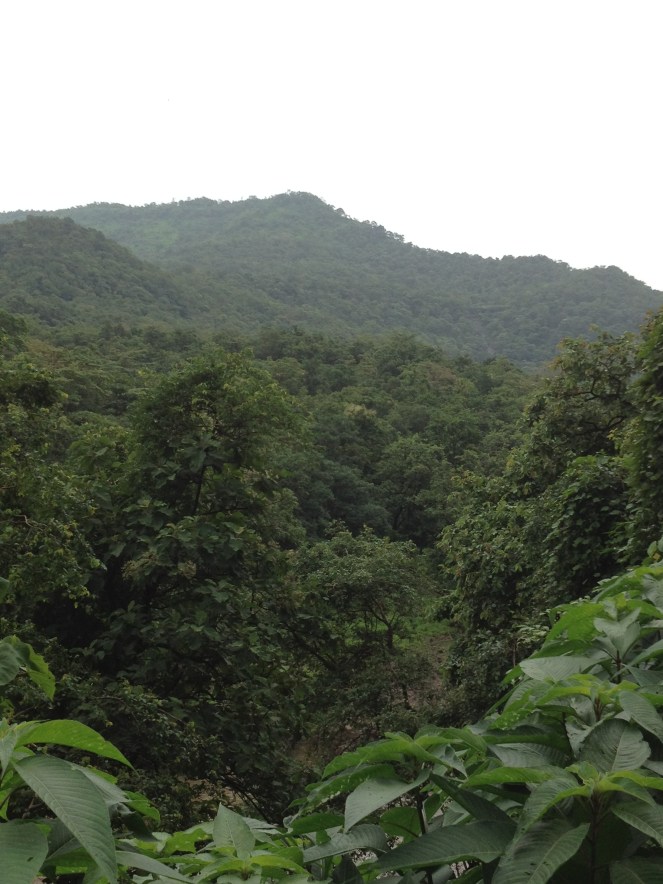Forests in Tansa Wildlife Sanctuary. 750 hectares of these forests will be submerged for the Gargai Dam. Photo: SANDRP