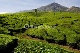 Plantations in Western Ghats Credit: Thinkstock