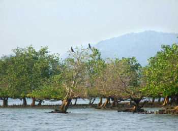 Estuary of River Aghanashini Courtesy; The Hindu