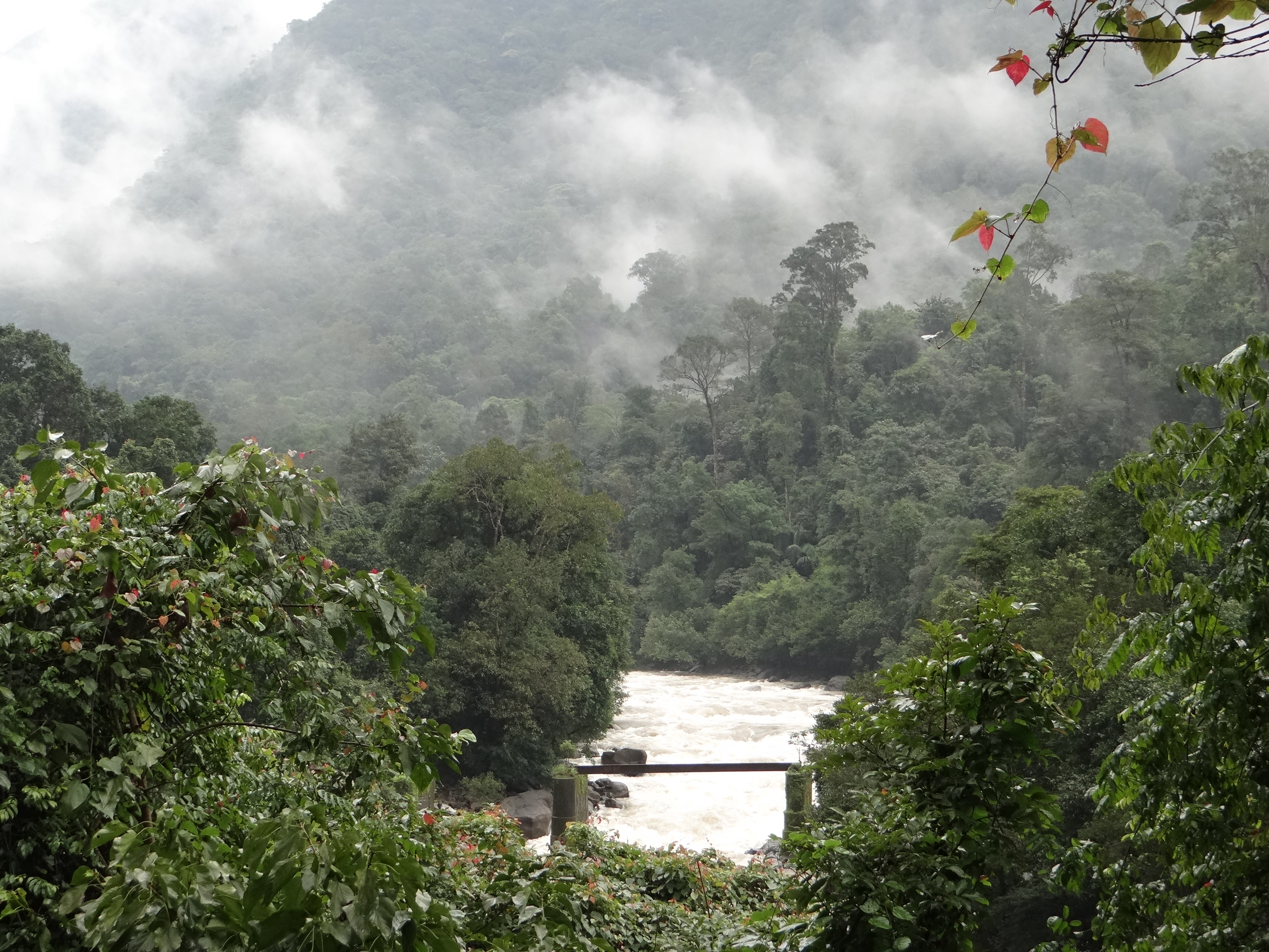 River Gundia, formed by Yettinahole and other streams which are to be diverted by Yettinahole Diversion Project Photo: SANDRP