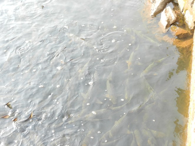 Congregation of the engandgered Mahseer fish at Yenekal Fish Sanctuary, Kumaradhara RIver downstream proposed Yettinahole diversion. Photo: SANDRP
