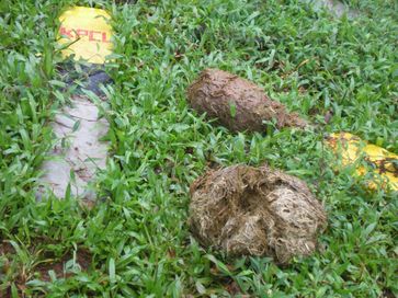 Elephant dung at a KPCL survey in Hongadhalla region, to be affected by Yattinahole Diversion Project. Photo: IISc