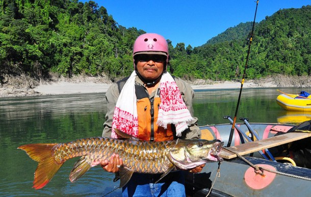Chocolate Mahseer in Subansiri  Source: http://www.flickr.com/photos/8355947@N05/7501485268/ 