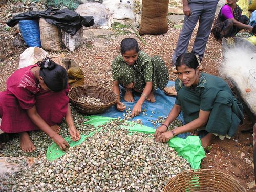 Collection of mussels from Aghanashini Estuary. Not only a significant source of income, but also protein