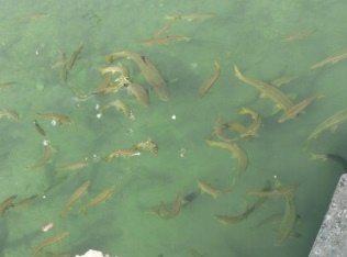 Congregation of Mahseer at Baijnath Temple Sancatury on Gomti RIver Photo: Malvika Chauhan