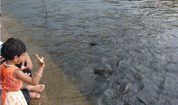 Child feeding fish at Shringeri fish sanctuary, Tunga River Photo: Author
