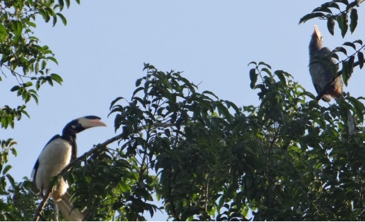 Malabar Pied and Malabar Gray Hornbills on the banks of Kali Photo: Author