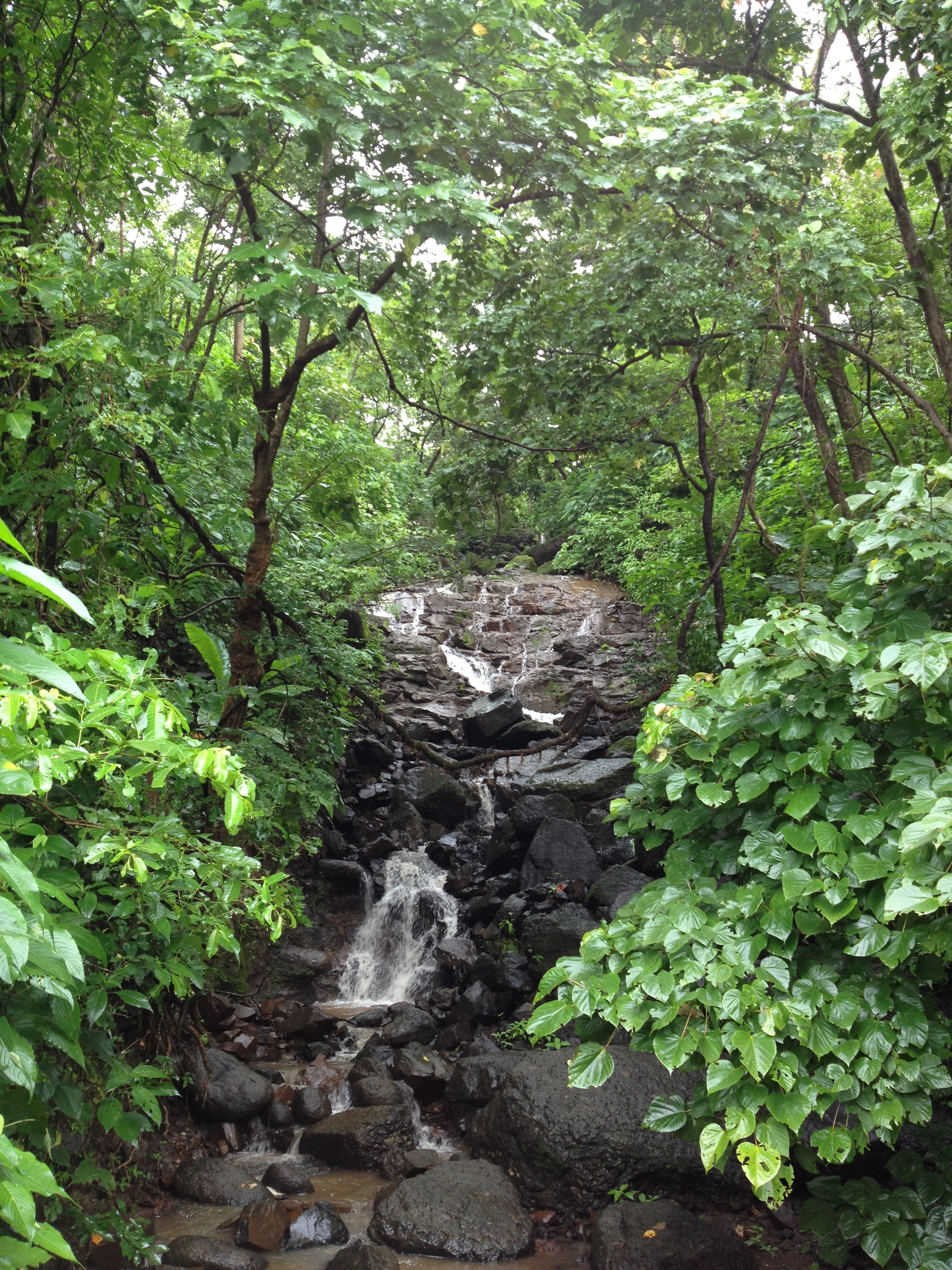 Forests to be submergec by Gargai Dam Photo: Parineeta Dandekar, SANDRP