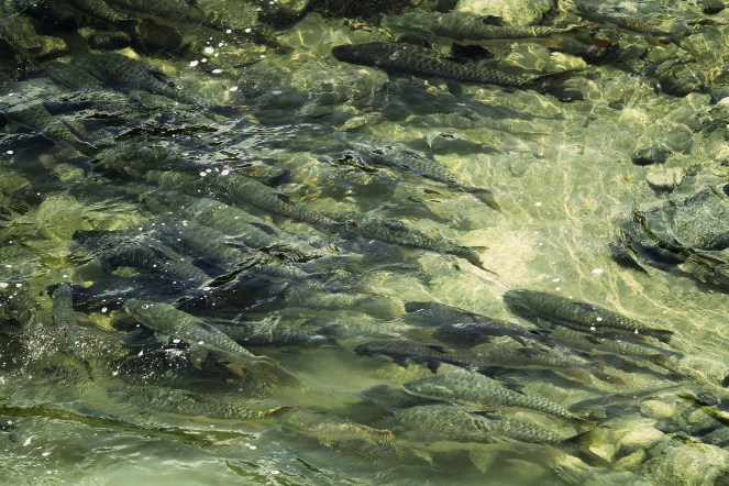 Mahseer in Bhutan's Rivers. Photo with thanks from: http://yesheydorji.blogspot.in/