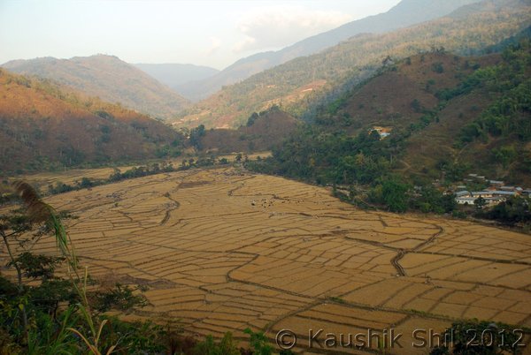 Paddy feilds in Siang Basin. Agriculture finds no place in the CIA Photo: Kaushik Shil