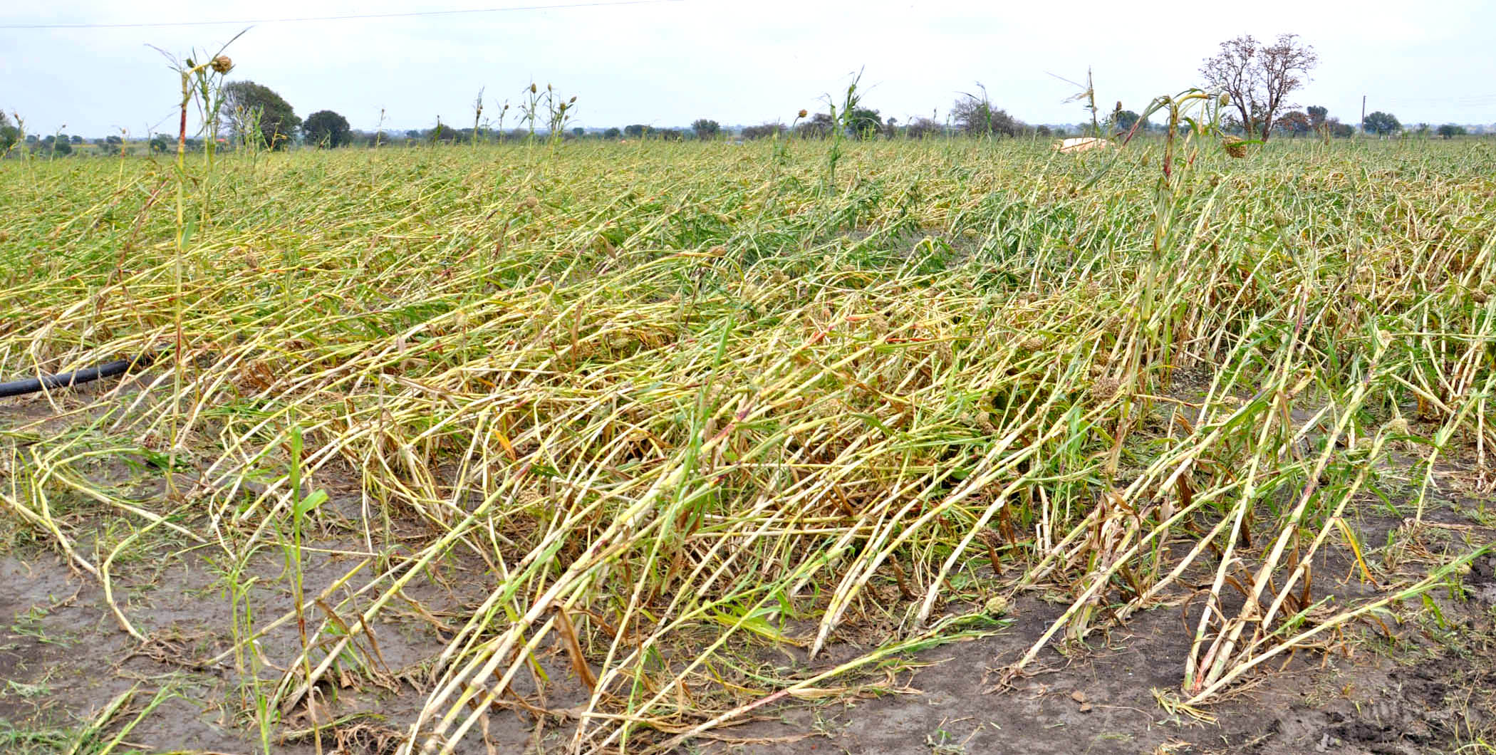 Destruction in Latur Photo from: Dainik Ekmat