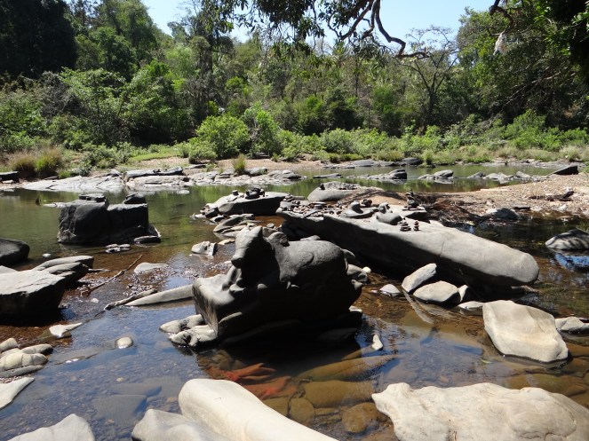 Shalmala Riverbed with Shivlingas and Carvings at Sahasralinga