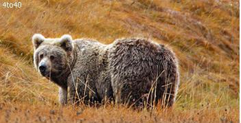 Biodiversity at Kishwar National Park I