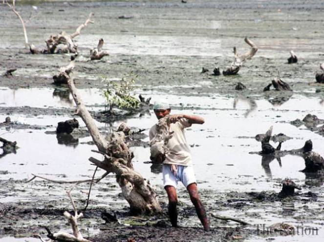 Dying mangroves in Indus Delta Photo: The Nation
