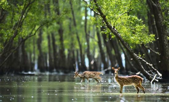Sundarban Forests constitute parts of Ganga-Brahmaputra Delta from: Wikimedia Commons