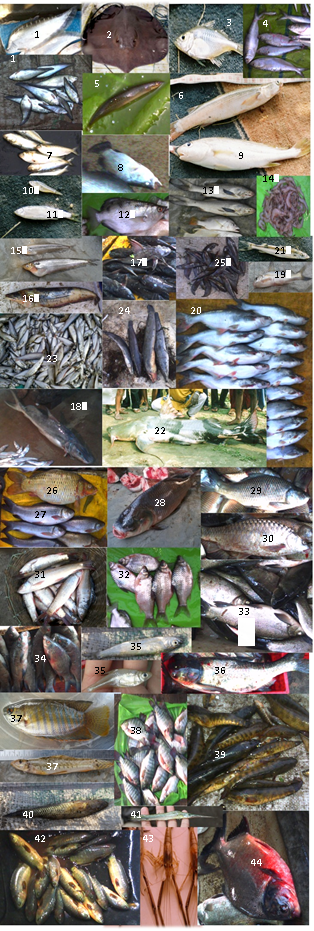 Various fish species in Ganga Basin. Refer to the Primer for more information. 