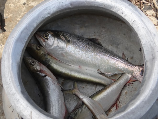Lone Hilsa caught by a fishermen after three days of effort, sold for a pittance to local fish dealer. Photo: Author
