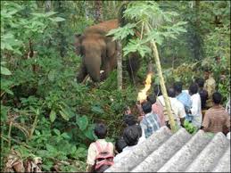 Cornered Wildlife in Sakaleshpur, leading to crisis Photo: News 24 7