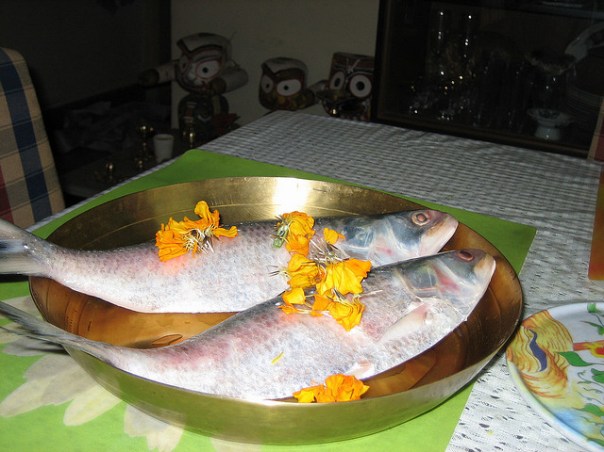 Hilsa as a sacred offereing Photo from Flickr, with thanks to the contributor