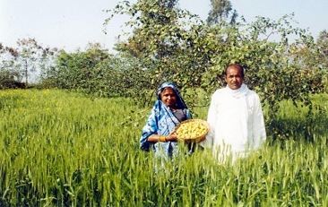 Intergrating agroforestry with Wheat in Bundelkhand Photo: ANI News