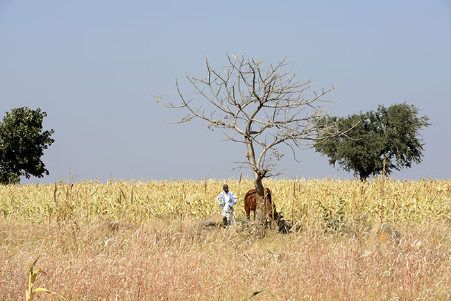 Drought in Marathwada, Maharashtra Photo: India Today
