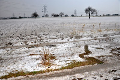 Destruction ofcrops due to untimely hailstorms in Marathwada Photo: Sakaaltimes