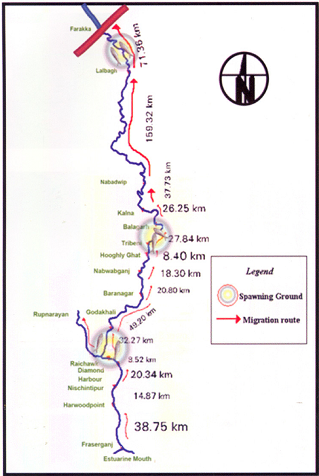 Highly restricted range of Hilsa post Farakka Source: CIFRI