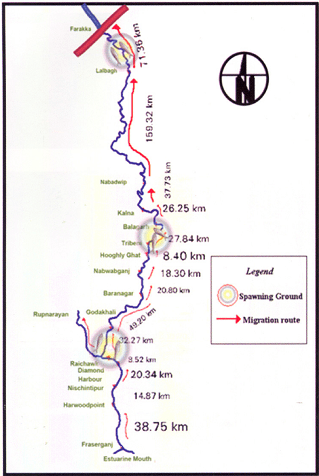 Highly restricted range of Hilsa post Farakka Source: CIFRI