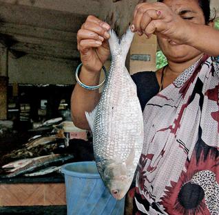 Pulasa/ Hilsa of teh Godavari Photo: The Hindu