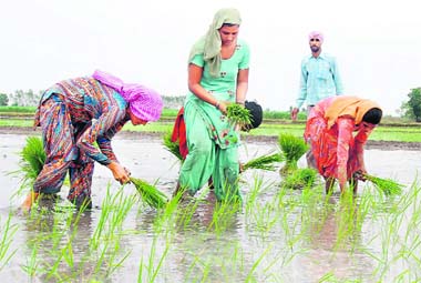 Rice Farming in Punjab Photo: The Tribune