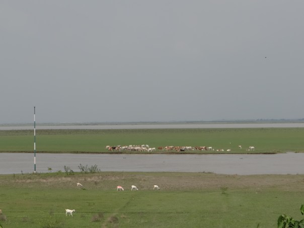 Cattle grazing just upstream of the Barrage, indicating the enormous sediment deposition