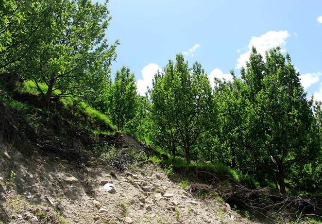Munni Lal’s apple orchard which was impacted by a landslide last year when the June 2013 monsoon rains occurred