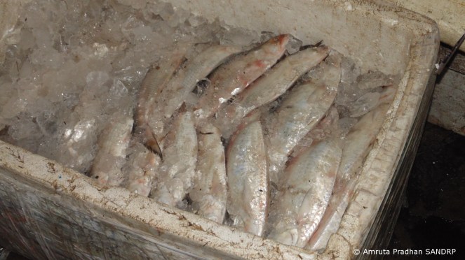 Hilsa ice packed to be transported