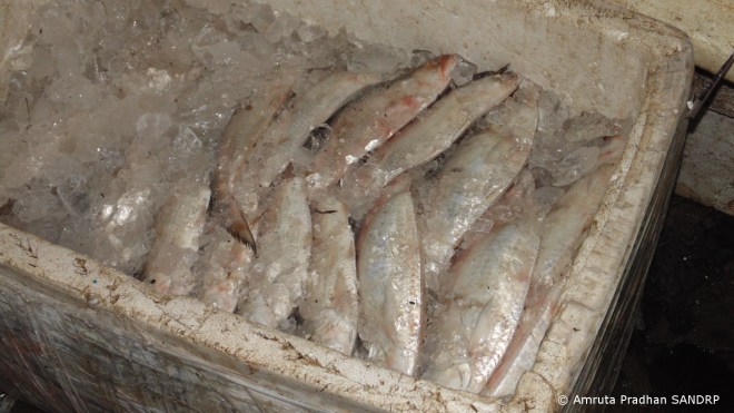 Hilsa ice packed to be transported