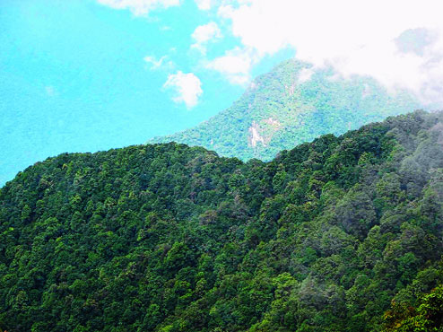 Dibang Valley Forests Photo: The Telegraph