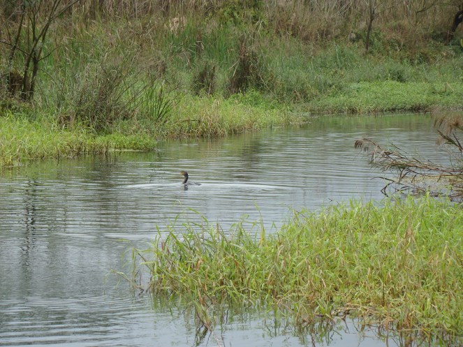 Small rivulets are as much Ganga (Photo by Yamuna Jiye Abhiyaan)