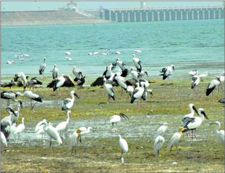 Waterbirds on mudflats of Jayakwadi Dam Photo: Wikimedia Commons