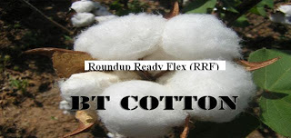 Cotton