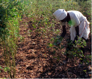 Cotton Yield Photo: Frontline