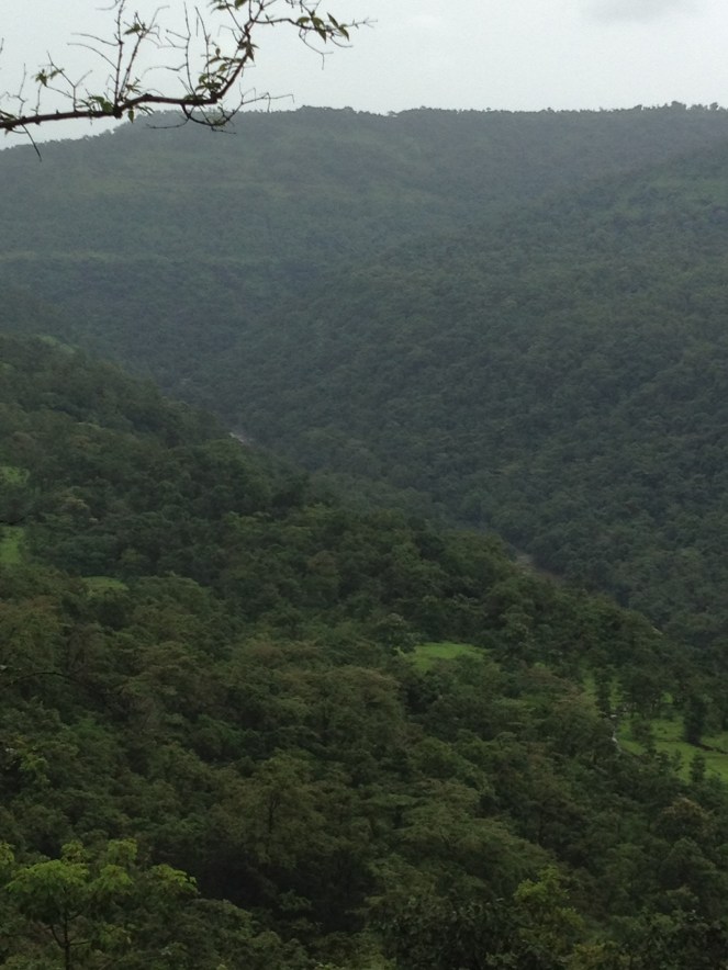 Forests to be submerged by Gargai Dam Photo: Parineeta Dandekar