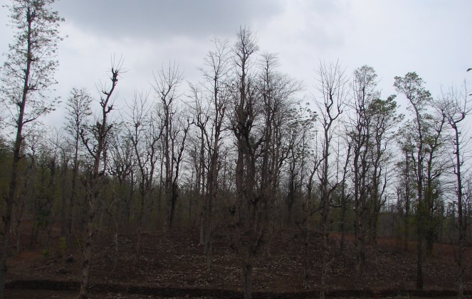 Dry deciduous forests of the Par-Nar Basin Photo: Parineeta Dandekar