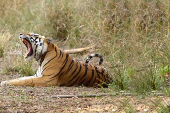 Tiget at Pranhita Wildlife sanctuary