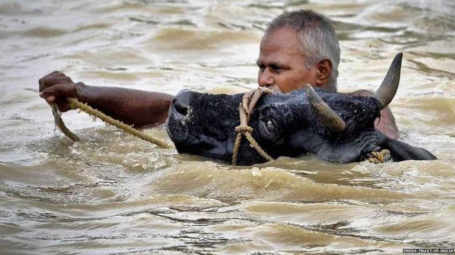Not much has changed..cattle battling the Bihar Floods now. Photo: BBC News