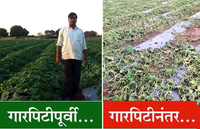 Destroyed fields of cucumber of a farmer in Solapur Photo: Agrowon