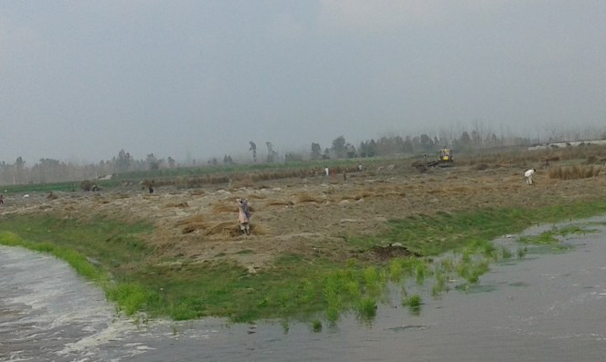 Flood water entering riverbed farms at Ramra village in Shamli district Photo by Mustkim Mallah