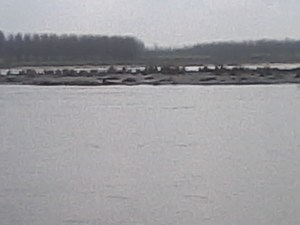 Flooded Yamuna on March 3, 2015 (Photo by Anil Sharma, Kanalsi Village, Yamuna Nagar, Haryana)